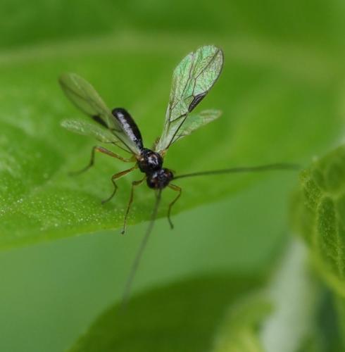 Réf. 256 950 : Alysiinae inconnu